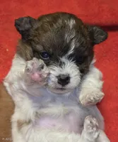 Pixie, a female Yorkipoo for sale in Blaine, WA – 2 of 3
