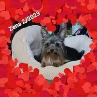 Zena, a female Yorkshire Terrier for sale in Blaine, WA – Photo 2 of 5