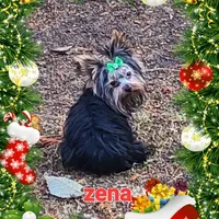 Zena, a female Yorkshire Terrier for sale in Blaine, WA – Photo 3 of 5