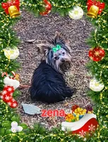 Zena, a female Yorkshire Terrier for sale in Blaine, WA – Photo 3 of 5