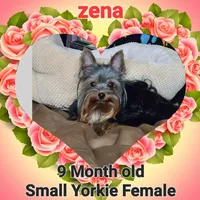 Zena, a female Yorkshire Terrier for sale in Blaine, WA – Photo 4 of 5