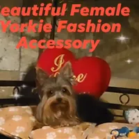 Zena, a female Yorkshire Terrier for sale in Blaine, WA – Photo 1 of 5