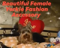 Zena, a female Yorkshire Terrier for sale in Blaine, WA – Photo 1 of 5