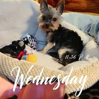 Zena, a female Yorkshire Terrier for sale in Blaine, WA – Photo 5 of 5