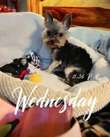 Zena, a female Yorkshire Terrier for sale in Blaine, WA – Photo 5 of 5