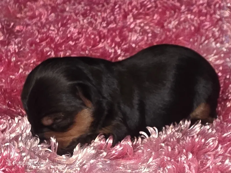 Leillani  – Yorkshire Terrier puppy for sale in Blaine, WA
