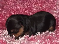 Leillani , a male Yorkshire Terrier for sale in Blaine, WA – 1 of 5