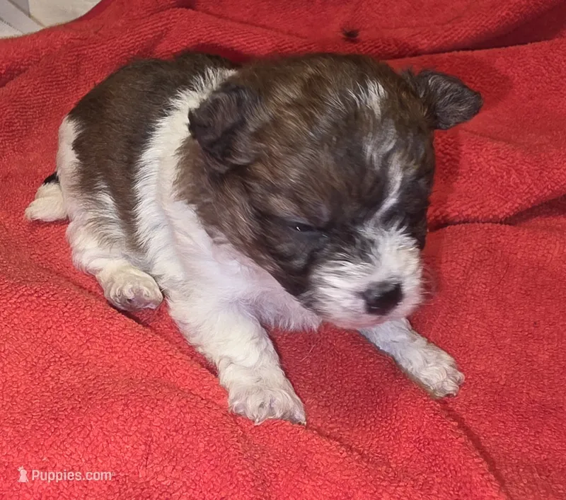 Pixie – Yorkipoo puppy for sale in Blaine, WA