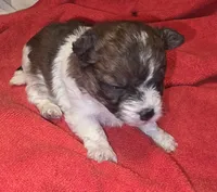 Pixie, a female Yorkipoo for sale in Blaine, WA – 1 of 3