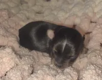 Skipper, a female Yorkshire Terrier for sale in Blaine, WA – 1 of 6