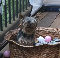 Zena, a female Yorkshire Terrier for sale in Blaine, WA – 4 of 4