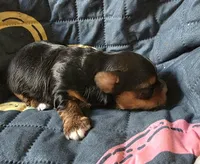 Maxwell , a male Yorkipoo for sale in Blaine, WA – Photo 2 of 2