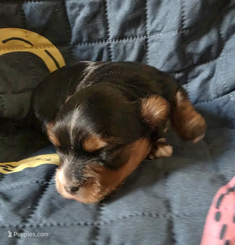 Maxwell  – Yorkipoo puppy for sale in Blaine, WA