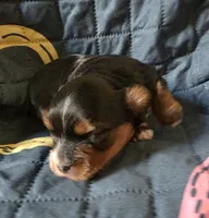 Maxwell , a male Yorkipoo for sale in Blaine, WA – Photo 1 of 2