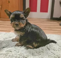 Odin, a male Yorkshire Terrier for sale in Blaine, WA – 3 of 7