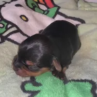 Koa, a male Yorkshire Terrier for sale in Blaine, WA – 3 of 5