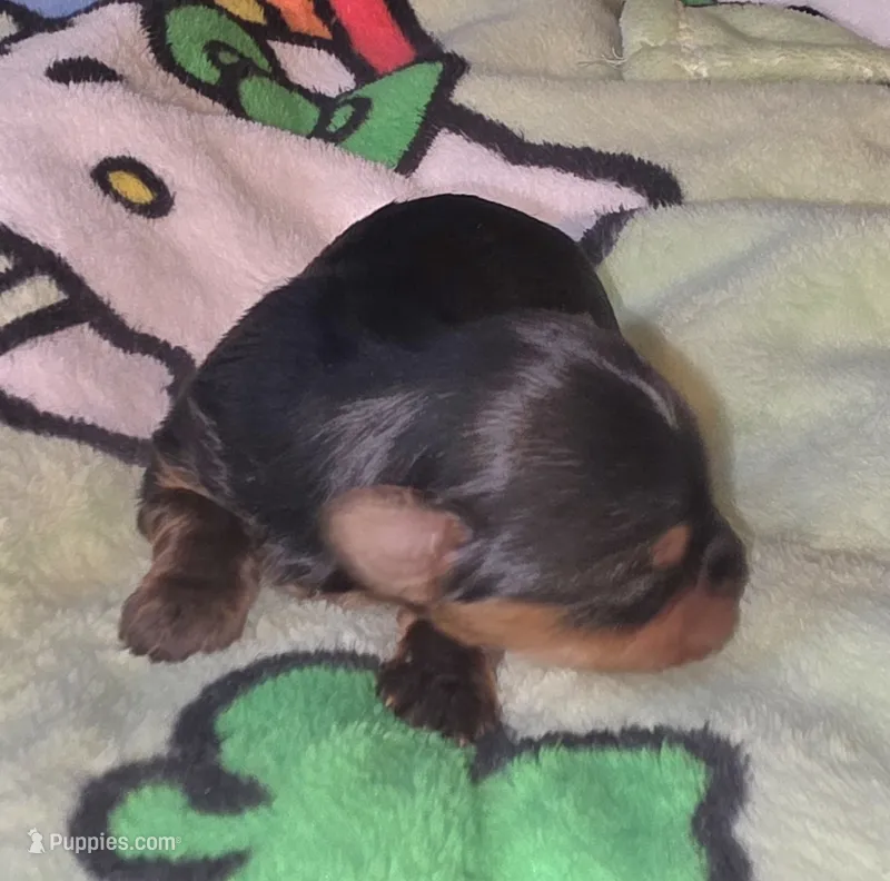 Koa – Yorkshire Terrier puppy for sale in Blaine, WA