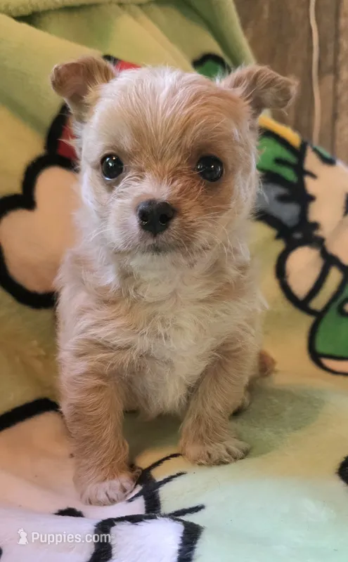 Trixie – Yorkipoo puppy for sale in Blaine, WA