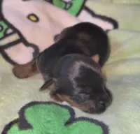 Kai, a male Yorkshire Terrier for sale in Blaine, WA – 6 of 6