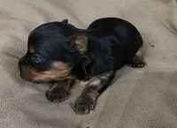 Winston, a male Yorkshire Terrier for sale in Blaine, WA – Photo 3 of 3