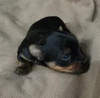 Winston, a male Yorkshire Terrier for sale in Blaine, WA – Photo 2 of 3