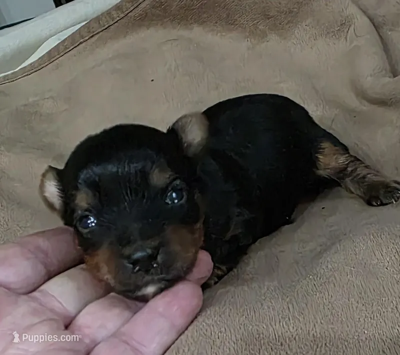 Winston – Yorkshire Terrier puppy for sale in Blaine, WA