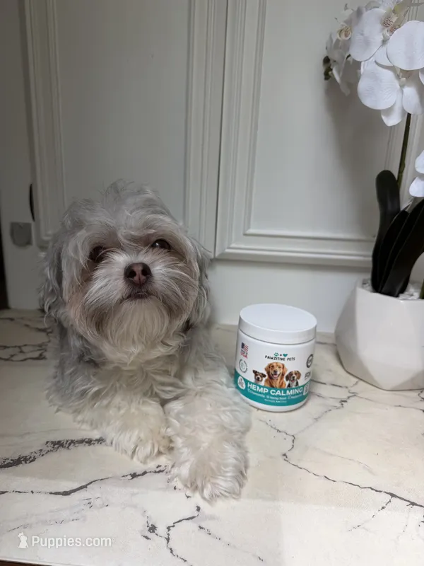 Cherys – Shih Tzu puppy for sale in Richmond City, VA
