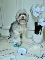 Cherys, a female Shih Tzu for sale in Richmond City, VA – 2 of 2