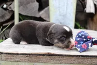 Blue Collar Male, a male Pembroke Welsh Corgi for sale in Mabank, TX – 5 of 6