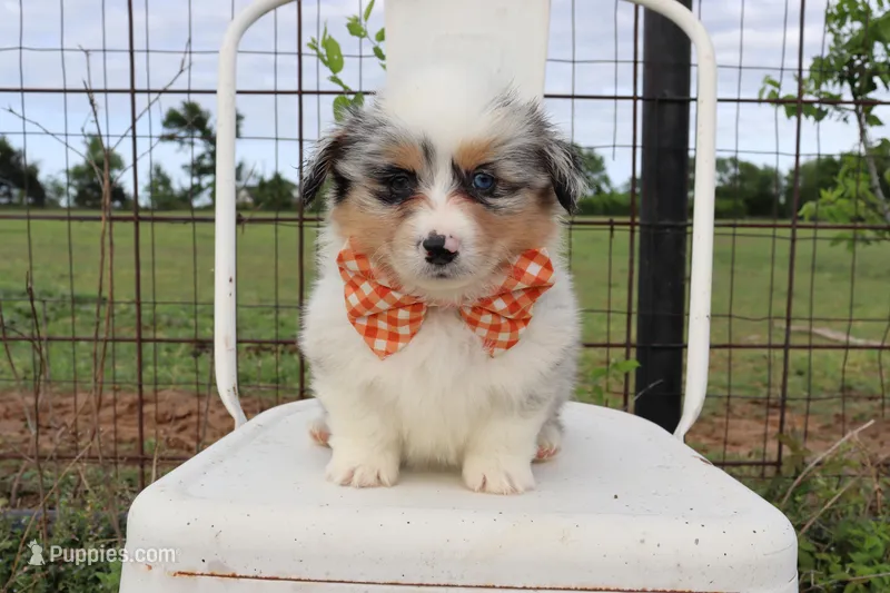 Orange collar FLUFFY MALE – Pembroke Welsh Corgi puppy for sale in Mabank, TX