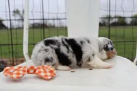 Orange collar FLUFFY MALE, a male Pembroke Welsh Corgi for sale in Mabank, TX – Photo 4 of 5