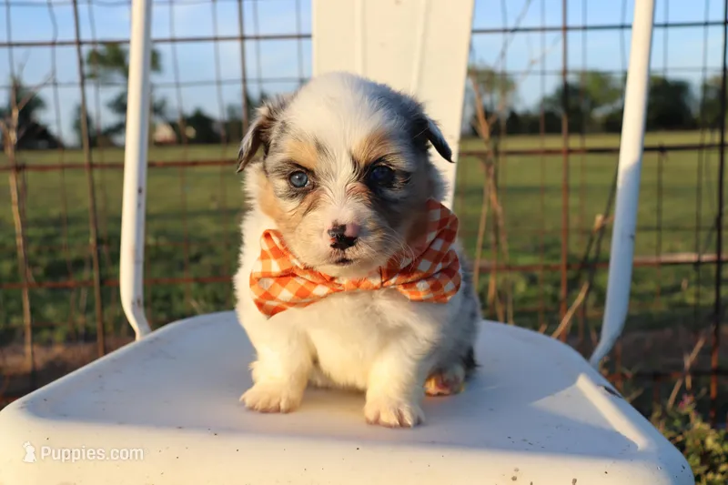 Orange collar FLUFFY MALE – Pembroke Welsh Corgi puppy for sale in Mabank, TX