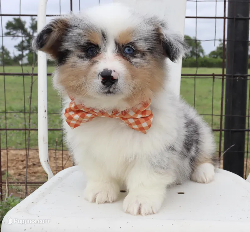 Orange collar FLUFFY MALE – Pembroke Welsh Corgi puppy for sale in Mabank, TX