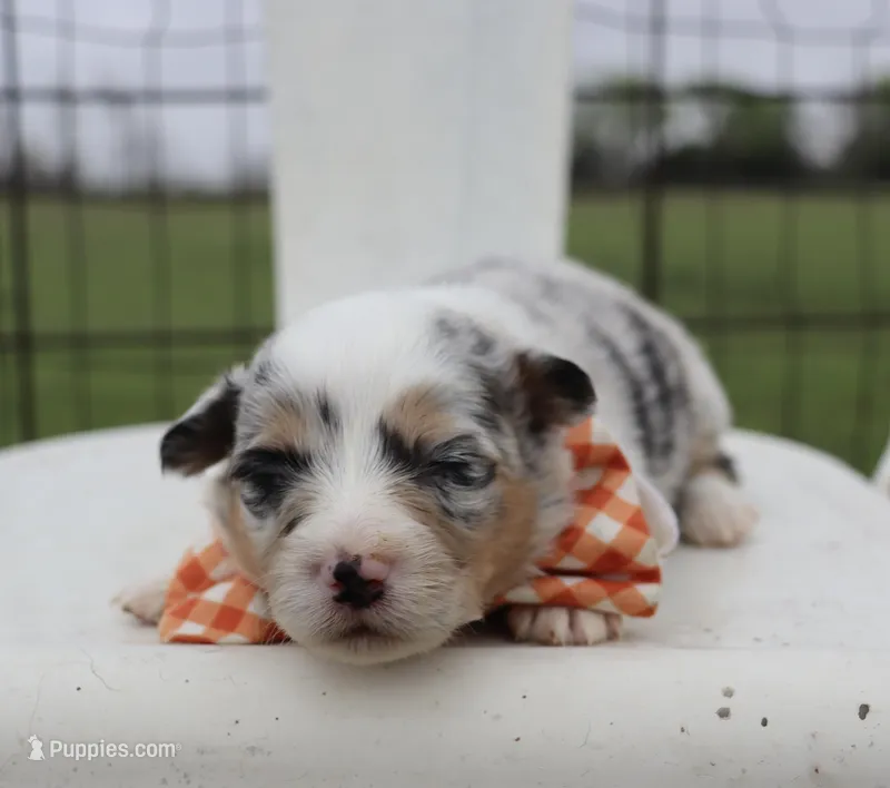 Orange collar FLUFFY MALE – Pembroke Welsh Corgi puppy for sale in Mabank, TX