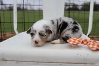 Orange collar FLUFFY MALE, a male Pembroke Welsh Corgi for sale in Mabank, TX – Photo 2 of 5