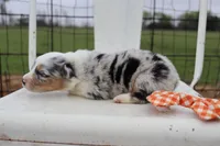 Orange collar FLUFFY MALE, a male Pembroke Welsh Corgi for sale in Mabank, TX – Photo 3 of 5