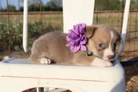 Purple Collar Female , a female Pembroke Welsh Corgi for sale in Mabank, TX – 2 of 3