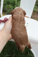 Maroon Collar Male, a male Cavapoo for sale in Mabank, TX – 2 of 3