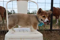 Peaches , a female Pembroke Welsh Corgi for sale in Mabank, TX – 3 of 9