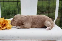Yellow Collar Female , a female Cavapoo for sale in Mabank, TX – 4 of 5