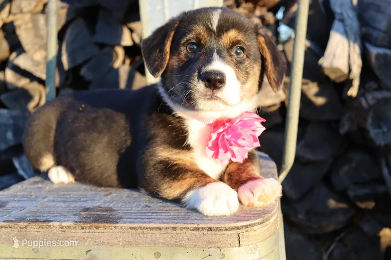 Pink collar Brindle Pointed Female – Pembroke Welsh Corgi puppy for sale in Mabank, TX