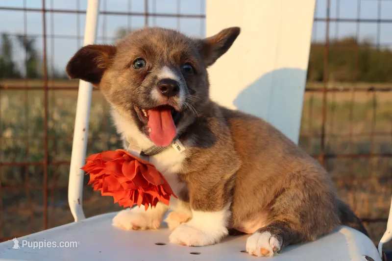 Orange Collar Female  – Pembroke Welsh Corgi puppy for sale in Mabank, TX