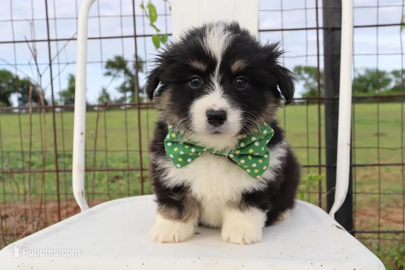 Green collar FLUFFY male  – Pembroke Welsh Corgi puppy for sale in Mabank, TX