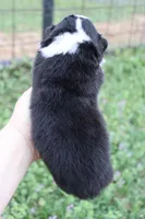 Green collar FLUFFY male , a male Pembroke Welsh Corgi for sale in Mabank, TX – Photo 3 of 3