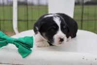 Green collar FLUFFY male , a male Pembroke Welsh Corgi for sale in Mabank, TX – Photo 2 of 3