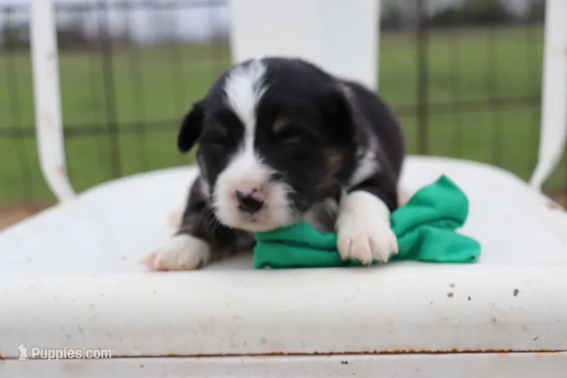 Green collar FLUFFY male  – Pembroke Welsh Corgi puppy for sale in Mabank, TX