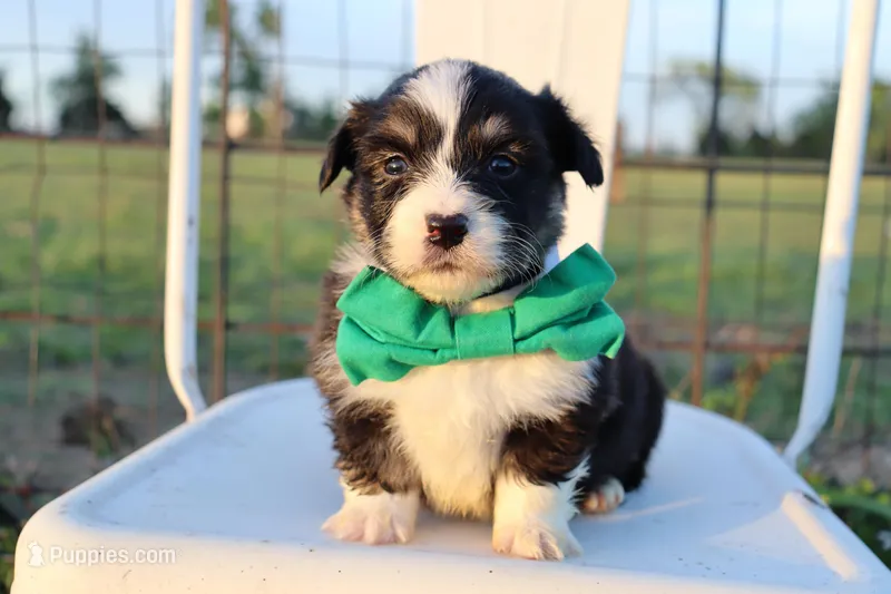 Green collar FLUFFY male  – Pembroke Welsh Corgi puppy for sale in Mabank, TX