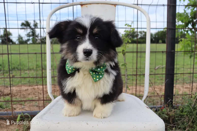 Green collar FLUFFY male  – Pembroke Welsh Corgi puppy for sale in Mabank, TX