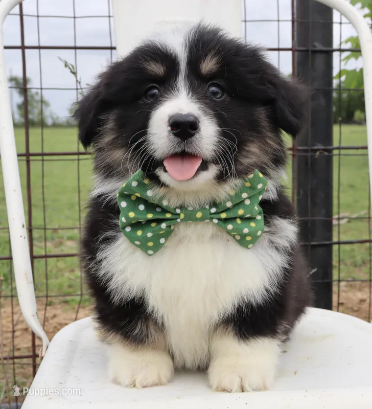 Green collar FLUFFY male  – Pembroke Welsh Corgi puppy for sale in Mabank, TX