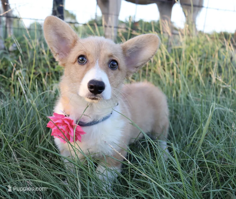 Clementine  – Pembroke Welsh Corgi puppy for sale in Mabank, TX
